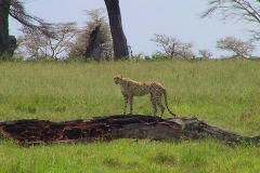 Tansania, Serengeti, Gepard