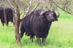 Tansania, Serengeti, Kaffernbüffel