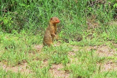 Tansania, Serengeti, Mungo