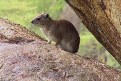 Tansania, Serengeti, Klippschliefer