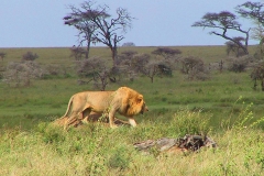 Tansania, Serengeti, Löwe
