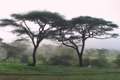 Tansania, Serengeti, Zwei Akazien im Frühnebel