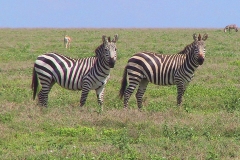 Tansania, Serengeti, Zebras