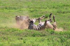 Tansania, Serengeti, Zebrafreude