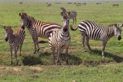 Tansania, Serengeti, Neugierige Zebras