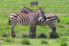 Tansania, Serengeti, Zebraliebe