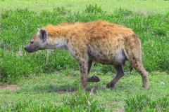 Tansania, Serengeti, Tüpfelhyäne