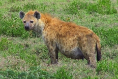 Tansania, Serengeti, Tüpfelhyäne