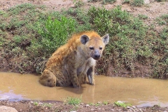 Tansania, Serengeti, Tüpfelhyäne kühlt sich den Bauch