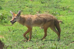 Tansania, Serengeti, Afrikanischer Goldwolf