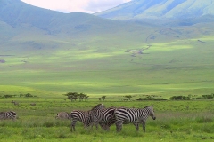 Tansania, Serengeti, Savannenhochland
