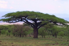 Tansania, Serengeti, Wunderschöne ausladende Akazie