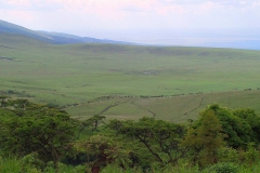 Tansania, Serengeti, Savannenhochland