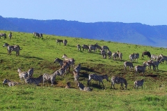 Tansania, Zebras im Ngorongorokrater
