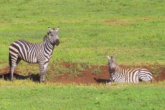 Tansania, Im Ngorongorokrater, Zebras