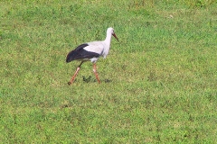 Tansania, Im Ngorongorokrater, Weißstorch