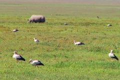 Tansania, Im Ngorongorokrater, Nashorn und Weißstörche
