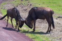 Tansania, Ngorongorokrater, Zwei Gnus testen ihre Kräfte
