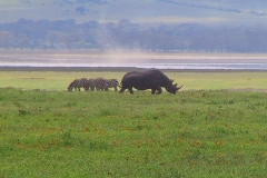 Tansania, Ngorongorokrater, Nashorn