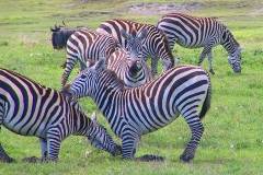 Tansania, Ngorongorokrater, Übermütige Zebras