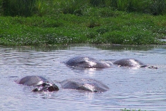 Tansania, Ngorongorokrater, Flusspferde