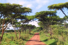 Tansania, Ngorongorokrater, Akazienweg