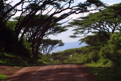 Tansania, Ngorongorokrater, Akazienweg