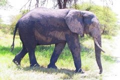 Tansania, Tarangire Nationalpark, Elefant