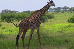 Tansania, Tarangire Nationalpark, Giraffe