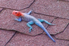 Tansania, Tarangire Nationalpark, Agama