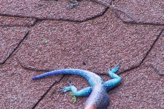 Tansania, Tarangire Nationalpark, Agamen