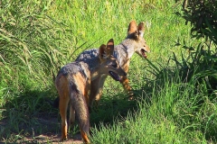 Tansania, Tarangire Nationalpark, Schabrackenschakale