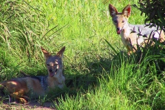 Tansania, Tarangire Nationalpark, Schabrackenschakale