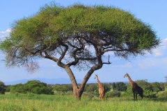 Tansania, Tarangire Nationalpark, Giraffen