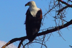 Tansania, Tarangire Nationalpark, Weißkopfseeadler