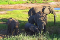 Tansania, Tarangire Nationalpark, Elefanten