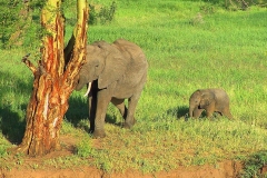 Tansania, Tarangire Nationalpark, Elefanten