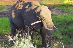 Tansania, Tarangire Nationalpark, Elefant