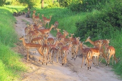 Tansania, Tarangire Nationalpark, Impalas, Im Hintergrund Paviane