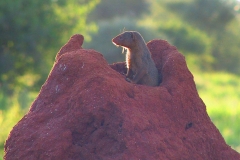 Tansania, Tarangire Nationalpark, Mungo schaut aus einem Termitenhügel