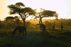 Tansania, Tarangire Nationalpark, Abendstimmung