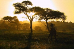 Tansania, Tarangire Nationalpark, Abendstimmung