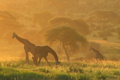 Tansania, Tarangire Nationalpark, Abendstimmung