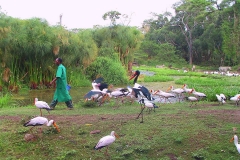 Tansania, Arusha, Sattelstorch und Nimmersatte