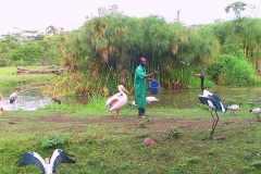 Tansania, Arusha, Sattelstorch