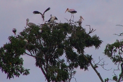 Tansania, Arusha, Nimmersatte und Pelikan auf einem Baum
