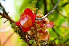 Thailand, Bangkok, Kanonenkugelbaum