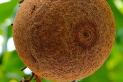 Thailand, Bangkok, Kanonenkugelbaum