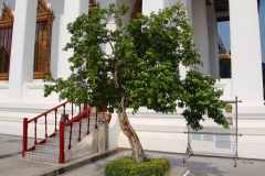 Thailand, Bangkok, Loha Prasat Tempel, Jasminstrauch