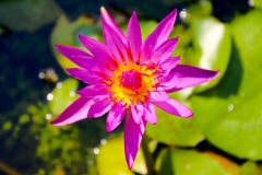 Thailand, Hua Hin, Seerose